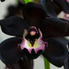 Zwarte Orchidee